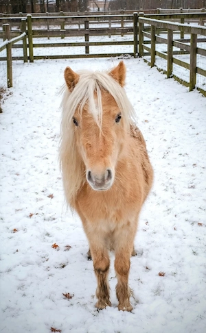 Ponys in Champagnerfarben Bild 2