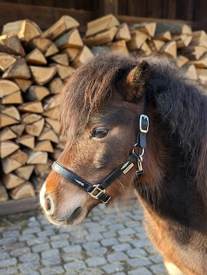Ponys in Champagnerfarben Bild 9