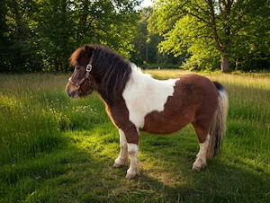 Ponys in Champagnerfarben Bild 8