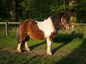 Ponys in Champagnerfarben Bild 7