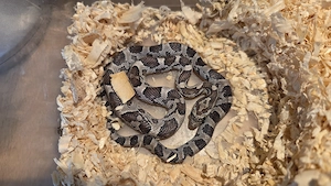 junge Kornnatter (Ghost) 0.0.1