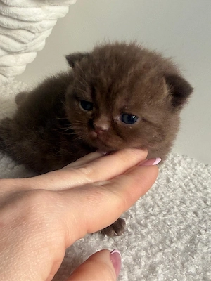 Bkh Kitten Mit Stammbaum 