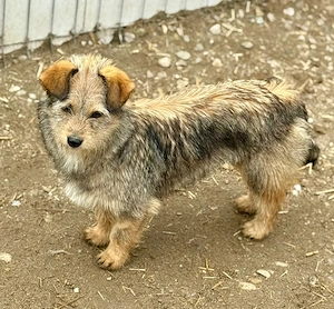 Wer zeigt Ceviche die Welt?