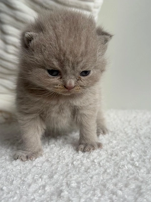 Bkh Kitten Mit Stammbaum 