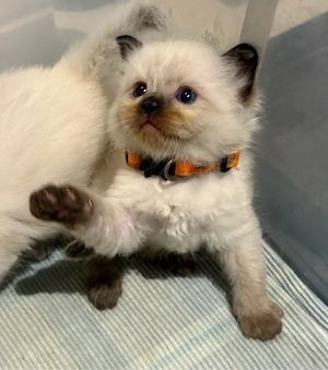 Ragdoll Katzenbabys