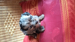 Niedliche Chihuahua Mix Welpen 