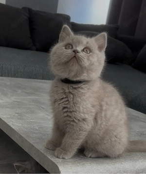 Brittisch Kurzhaar kitten Bkh 
