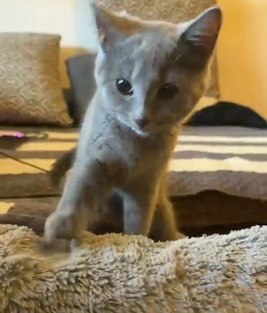 Unsere liebe Katze sucht ein neues Zuhause   