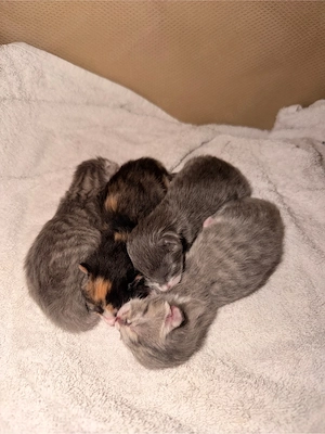 Baby Kätzchen Britisch Kurzhaar 