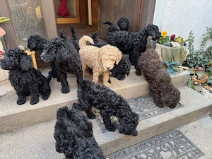 Königspudel Welpen 9 Wochen alt  Mädels + Jungs geimpft, gechipt, entwurmt ab sofort frei