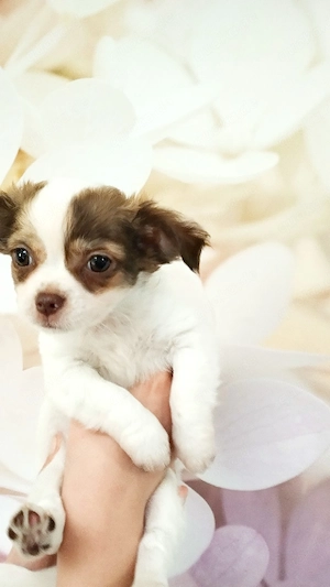 Reinrassiger Chihuahua Welpen Langhaar Rüde 