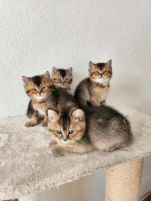 Reinrassige BKH Kitten 