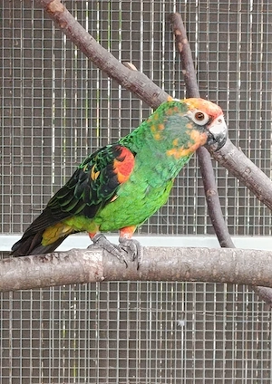 1,1 Kongopapageien..