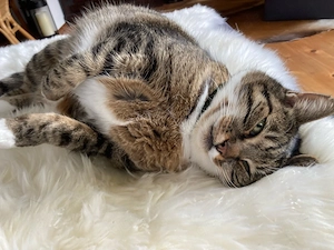 Sehr liebe ältere Katzendame sucht ein Zuhause