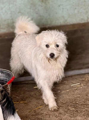 Wuschelmaus Balisto geht mit dir durch dick und dünn