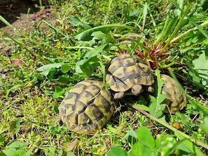  Verkauf Nachzucht 2025 griechische Landschildkröten