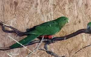 0,0,1 Königssittich von '25 