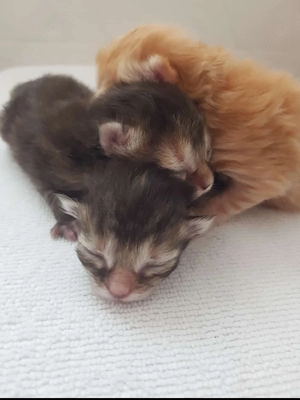 Norweger  Heilige Birma Mix