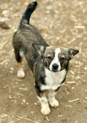 Zuckersüße Barlie  sucht dringend ein Zuhause 