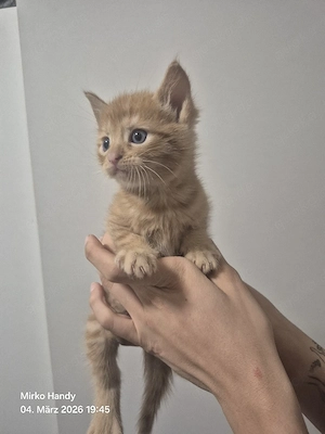 Süße Kitten suchen ein liebevolles Zuhause   