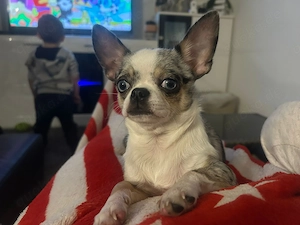 Chihuahuababys geboren am 20.03.2026