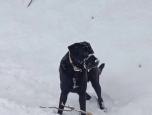 Labrador schaferhund mix