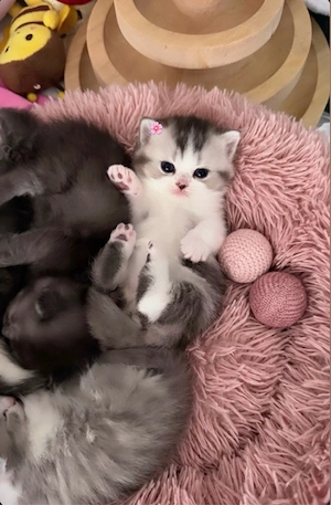 Zuckersüsse Reinrassige Bkh Kitten