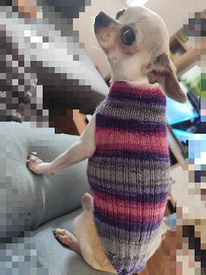 Chihuahua Pullover  Bild 4