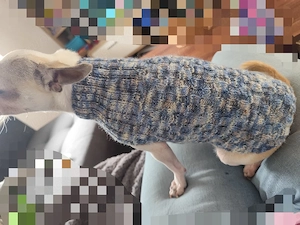 Chihuahua Pullover  Bild 2