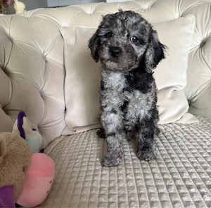 teacup toy pudel merle welpe 