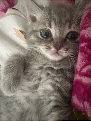 Reinrassige BKH katze zu verkaufen 
