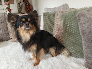 Chihuahua Mix 