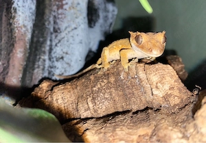 Kronengecko samt Zubehör