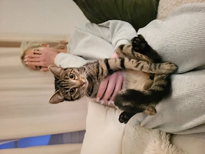 Nala sucht ein verimmer zuhause