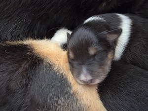Zuckersüße hübsche Collie-Bernersennen-Husky 