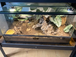 Vogelspinnen zu verkaufen