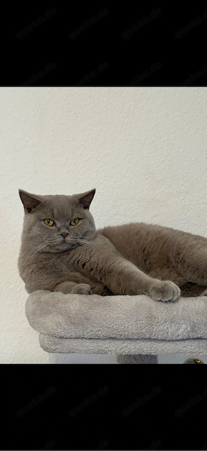 Deckkater British Kurzhaar lilac   Coco