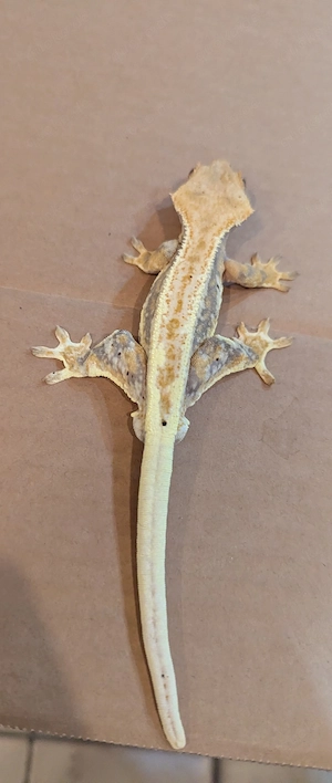 Kronengecko  100% het Axanthic Bild 9