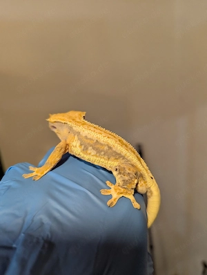 Kronengecko  100% het Axanthic Bild 8