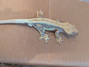 Kronengecko  100% het Axanthic Bild 7