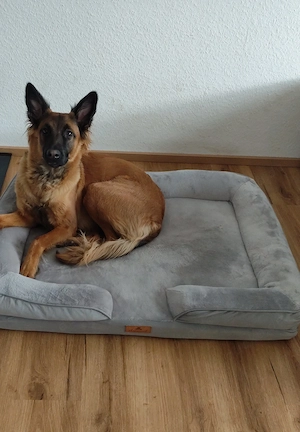  Malinois-Hündin sucht aktives, liebevolles Zuhause