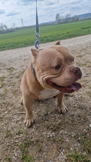 American Bully Pocket Rüde