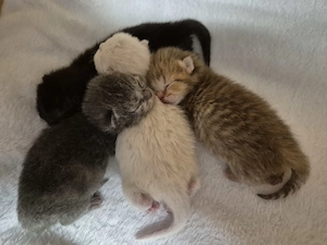 Wunderschöne BKH Kitten in 4 verschiedenen Farben abzugeben