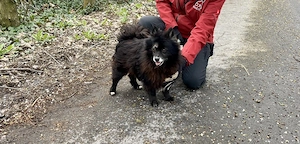  Ropi, zzt. in Ungarn,  ein mittelgroßer Spitzmix freundlich und zugewandt gegenüber Menschen.