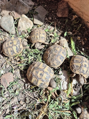 Griechische Landschildkröte, Nachzucht 2025