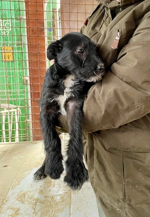 Holly, zzt. in Ungarn, ist ein typischer Welpe.