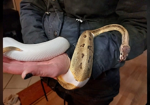 Königspython Pärchen 