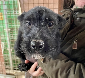 Hedvig, zzt. in Ungarn, ist ein typischer Welpe