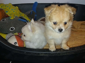 2 Pomchi Mädchen suchen ab ende April noch ihr Traumschloss