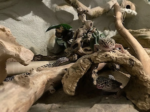 3 Leopardgeckoweibchen (mit Terrarium & co.)
